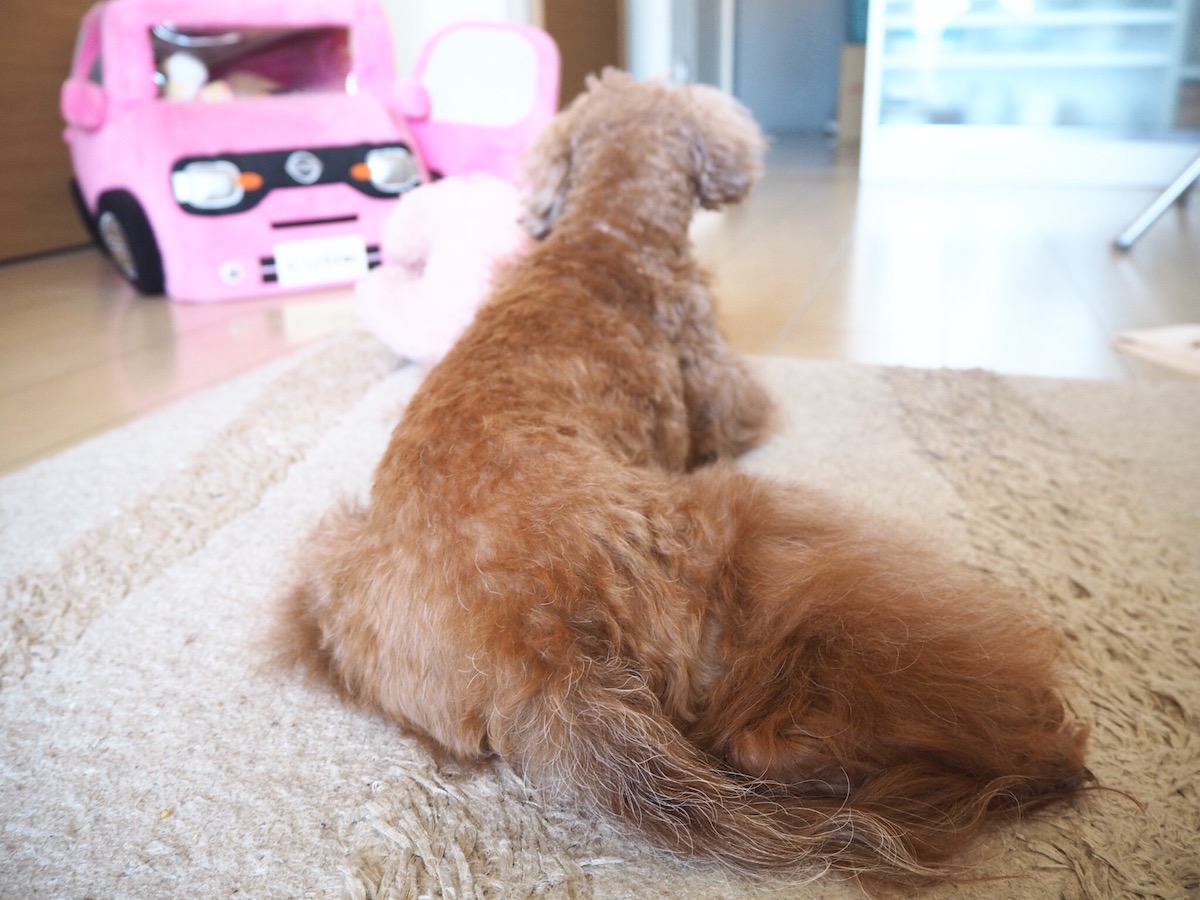 何度呼んでもお尻を向けたままおもちゃに夢中。ただ呼んでるだけってバレてる?