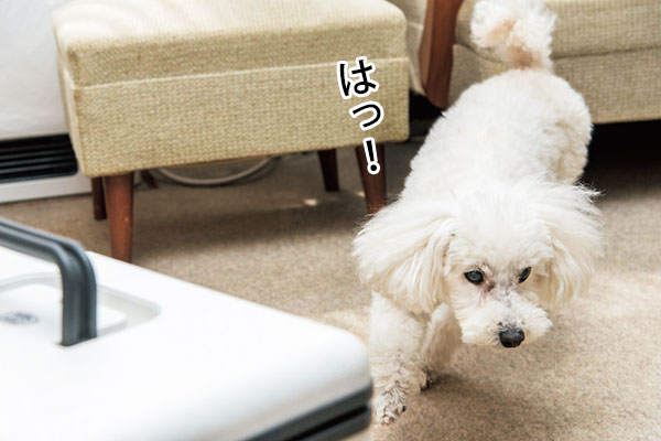 次はクーラーボックス。アロマオイルのにおいを探しながら、隠し場所を通りすぎるかと思いきや……。