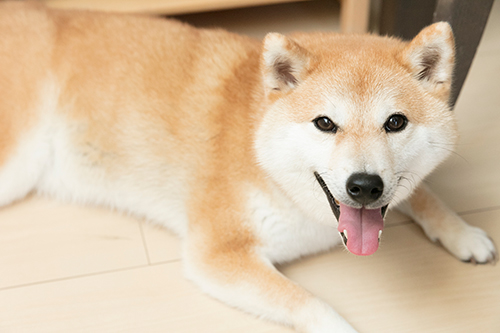8月に入ってもなぜか冬毛のままだといい、この夏はもふもふ指数高め!