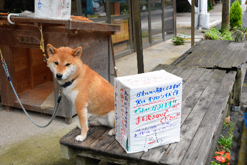 かわいい顔してますが…… =鳥取市覚寺