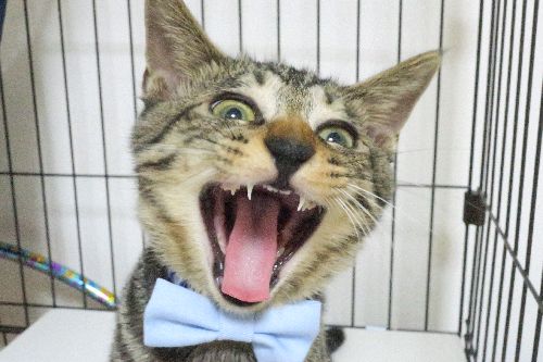 小さなトラ?