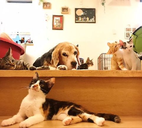 居間でくつろぎ、新たな家族を待つ保護動物たち、手前の三毛が「ろうそく」(神保枝美さん撮影)