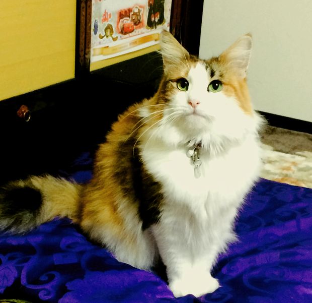 元気になった現在のナナ