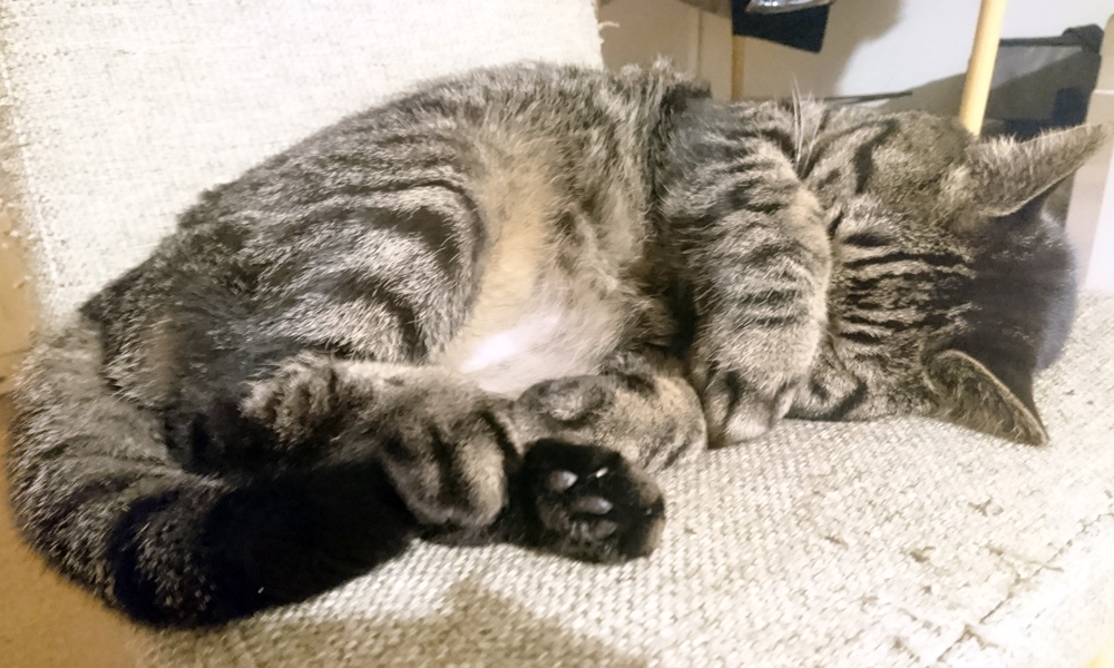 椅子の上でぐっすり眠るモモ。鼻が寒いの?