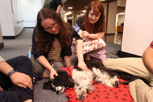 セラピー犬キャリーに癒される学生たち