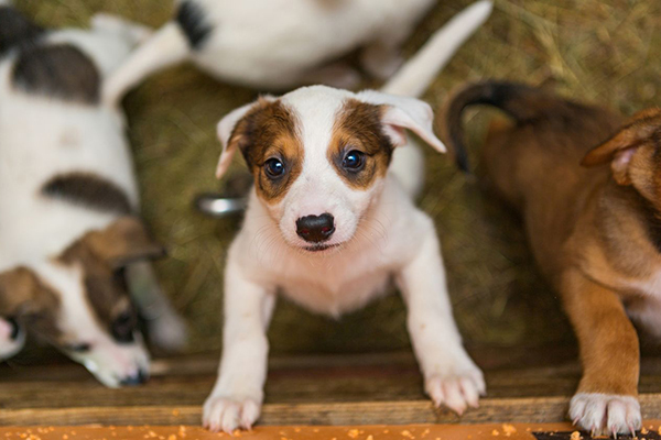 純真な目で見つめる子犬