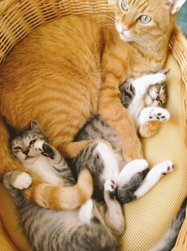 「もしかして妹?」姉妹猫を抱くムッサン
「ココニャさんちの障子破り猫軍団」より