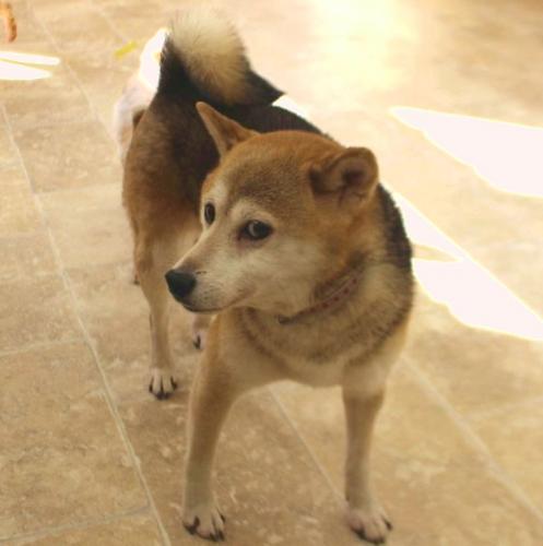 愛嬌のある保護犬