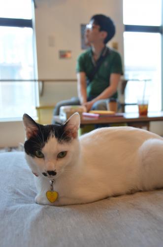 猫部屋でくつろぐ猫と来店客=米子市皆生温泉4丁目