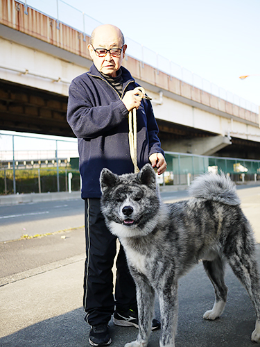 台湾、イタリアなど海外に秋田犬を送り出してきた白井考児さんと玄英号=神奈川県厚木市