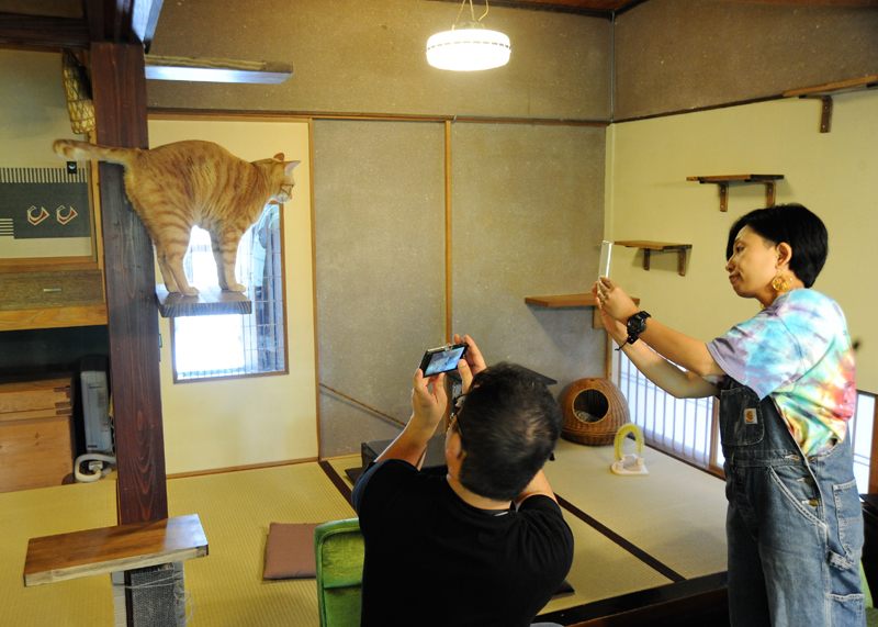 店内では自由に猫と触れ合い、写真撮影ができる