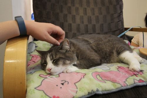 大人気のセラピー猫、スモーキー。もうすぐ引退