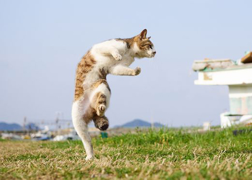 「のら猫拳キッズ」から(撮影:久方広之)