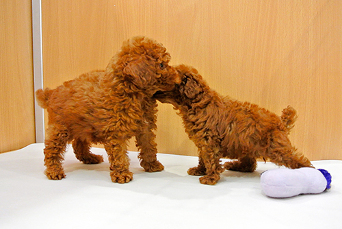 生後74日(左)と生後52日のトイプードル。一般に、犬や猫にとって生後30日から60日の期間は、人間の1歳から3歳に相当する期間とされる