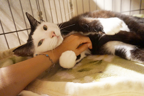 そして、家猫になったカッパちゃん
