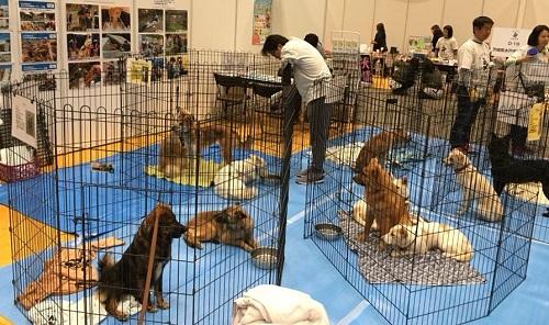保護犬猫340頭が参加した、幕張メッセでの大譲渡会「ブレーメンパーク」