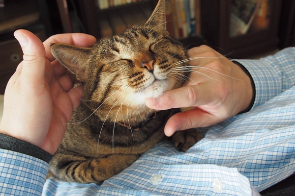 パパがパソコンデスクに座ると、すぐ膝の上でオジャマ虫