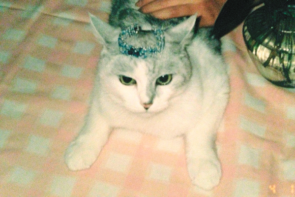 7歳のときから坂本さんと一緒だったタビちゃん。確かに、サバ美に面影が似ている