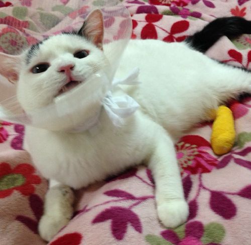 「まったくあの暴れ男は」とでも言いたげなルナ