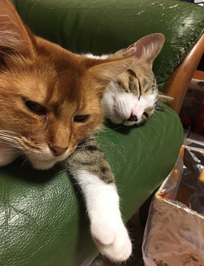 「あー、ジャッキーがやっと寝た……」ほっとする先住猫のソマ(左)