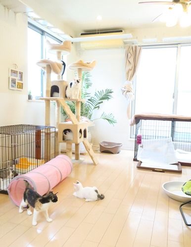 猫たちが遊ぶ広々したリビング