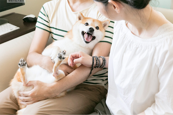 毛ヅヤも毛並みも美しいだいふく。隆之介さんは「柴犬ですが、ふわもこ男子で通っています」と優しく胸元をなでる