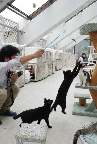 猫カフェでは自由に猫と遊べる=東京キャットガーディアン
