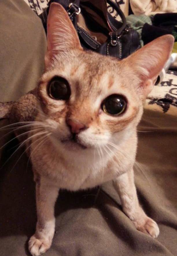 16歳になったピナちゃん 子猫のようにあどけない