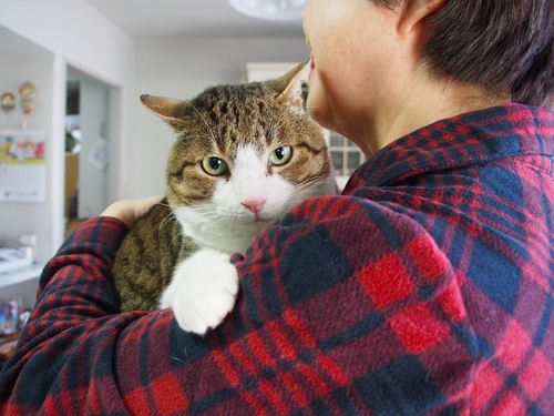 皮膚病が治り別猫のようになった「リオ」(辰巳出版 /佐竹茉莉子)