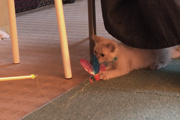 「こねこ塾」に参加し、おもちゃで遊ぶ子猫