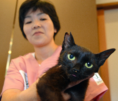 不妊手術の目印に片耳を花びら形にカットした猫=三重県津市森町