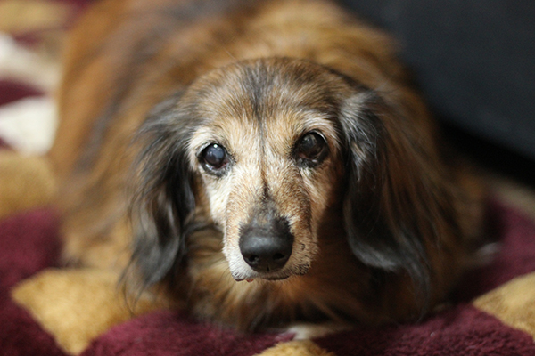 愛犬に歯周病の症状が出たら、すぐ病院へいこう (写真は本文と関係ありません)