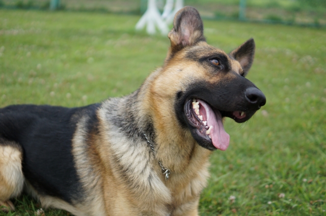 犬と人が助け合い、活力あふれる地域社会をつくるのがピースワンコの目標 (写真は本文と関係ありません)
