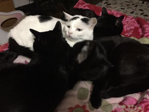 黒猫がどんどん増えて逆ハーレム状態「私の言うこともききなさいよ」