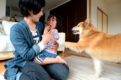 史帆ちゃんをあやす東さんに、キッチンタイマーの音を知らせに来た聴導犬アミ=4月24日、埼玉県所沢市、角野貴之撮影