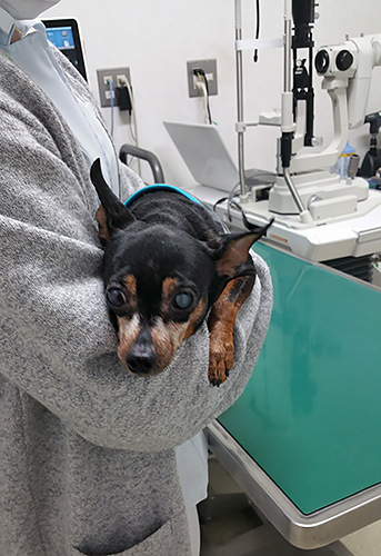 病院に通う日々。愛犬と一緒に過ごす時間を大切にしたい