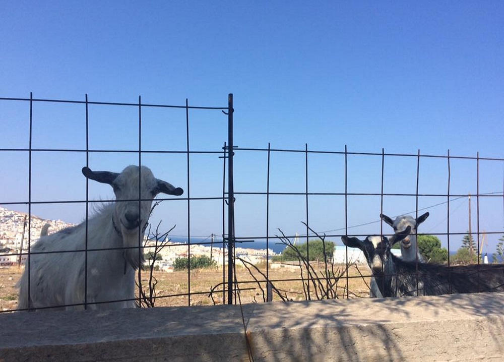 民家の間の空き地に放し飼いされるヤギ (シロス島)