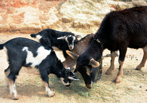エサを食べる母ヤギと子ヤギ=岡山県玉野市渋川の渋川動物公園、3月18日撮影