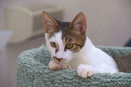 新しい飼い主を待つ保護猫=東京キャットガーディアン