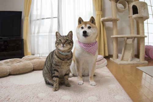 猫のぎんなんと柴犬のかぼす