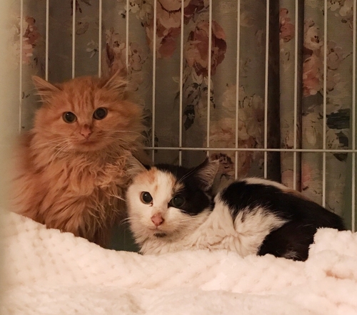 保護室で大切にされ、新たな家に引っ越した保護猫たち