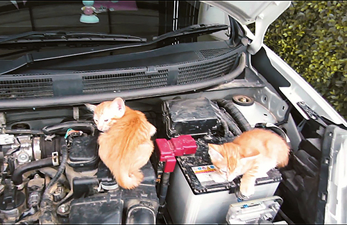 ボンネットを開けると猫がくつろいでいることもある=日産自動車提供
