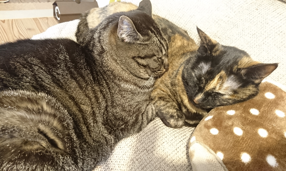 右が特にルンバが苦手なサビ猫あんず