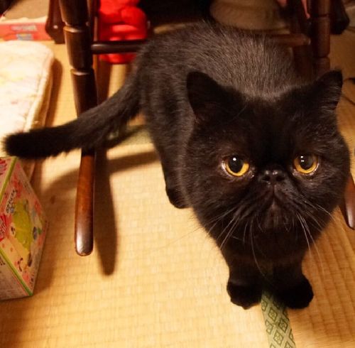 ボランティア宅で一時預かりされた時の「ピクシー」(ねこねこ亭撮影)