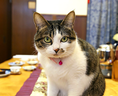 「おおつか茶舗」の看板猫「もも」(大塚さん提供)