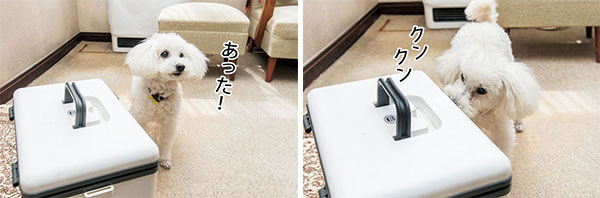 クーラーボックスの前でピタリと止まった。クンクンと嗅いでチェックし、アロマオイルがあると確信。古本先生を見つめ、「ありました」とアピール。