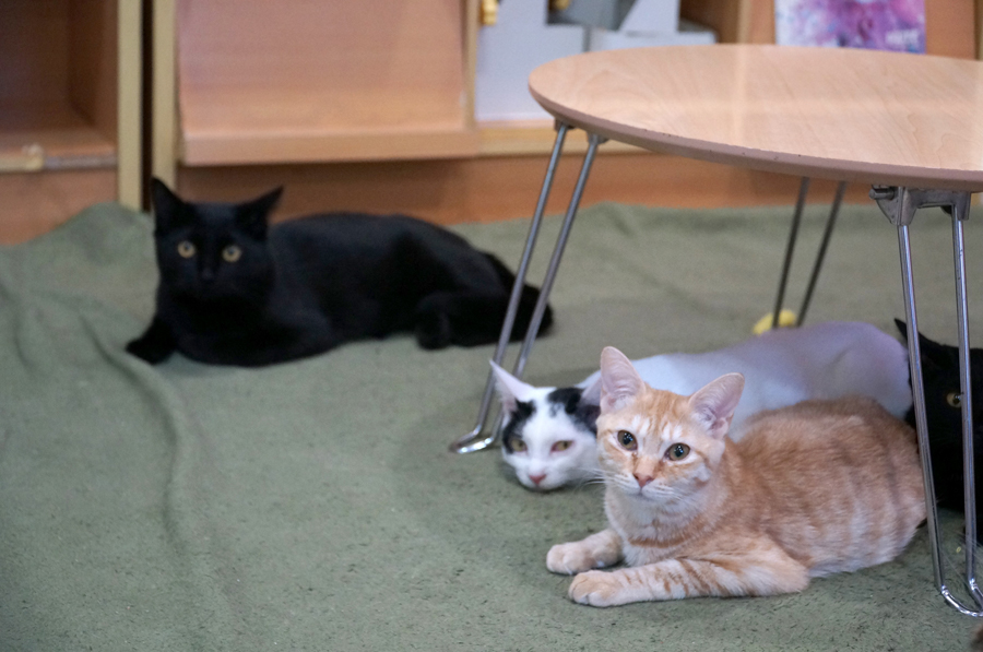 猫カフェスペースでくつろぐ猫たち