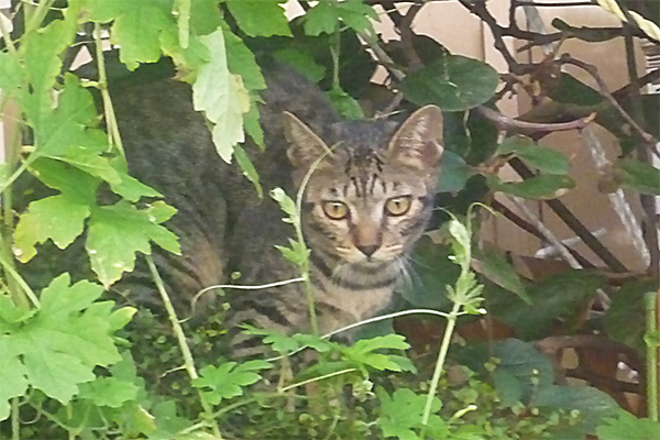 見つからないようにじっとする野良猫