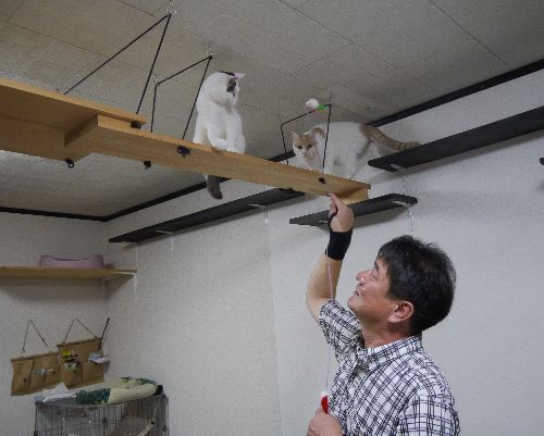 手作りの「橋」を渡るサクラ(左)とネチオ