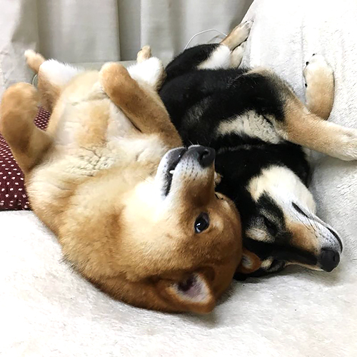 普段のそら・あおい